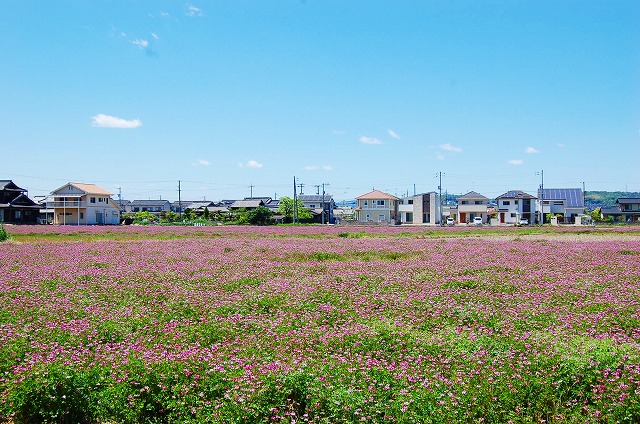 自然栽培の田んぼに自生するレンゲ！ | 岡山・倉敷の回転寿司 すし遊館